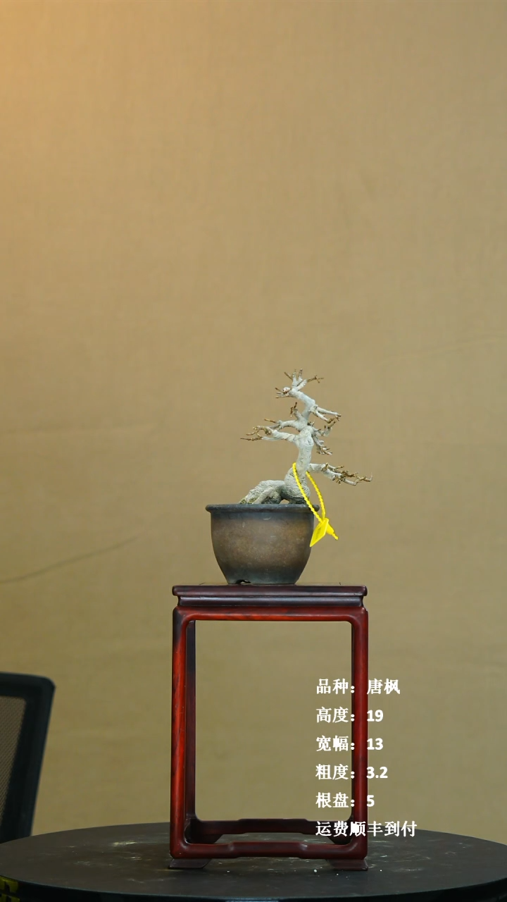 【闪购商品】1唐枫