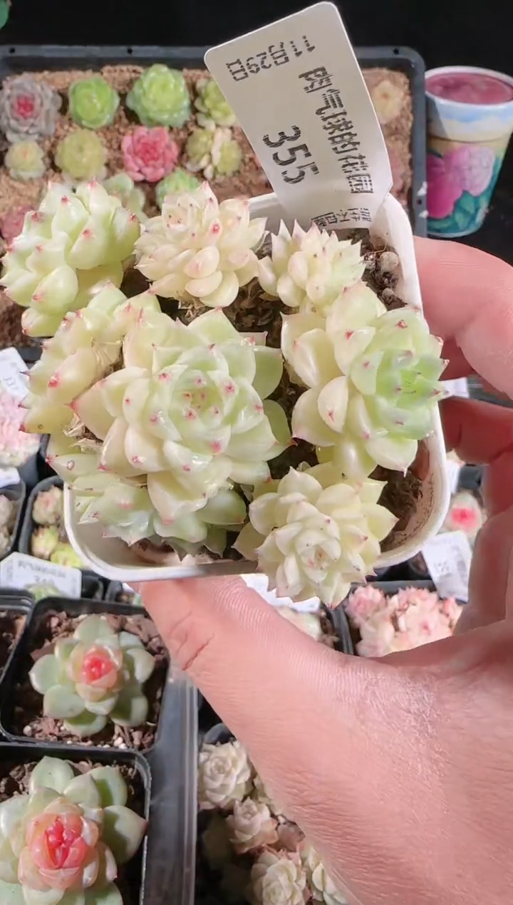 多肉1129-355群生不包整