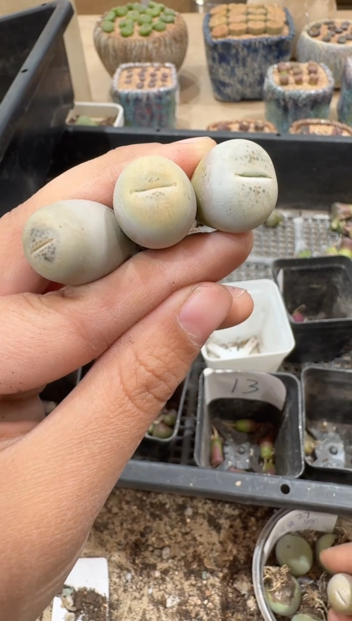 青*?29-159多肉植物肉锥