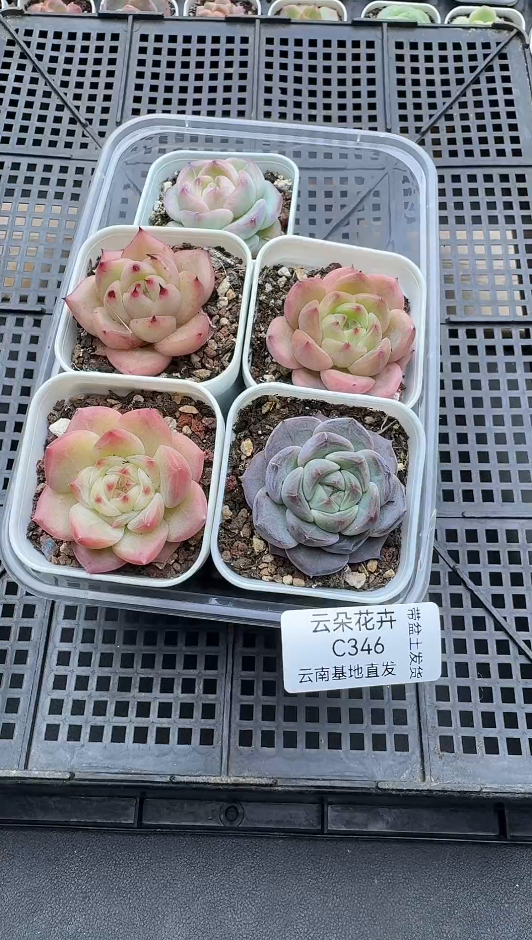 珍妮杂交多肉C346