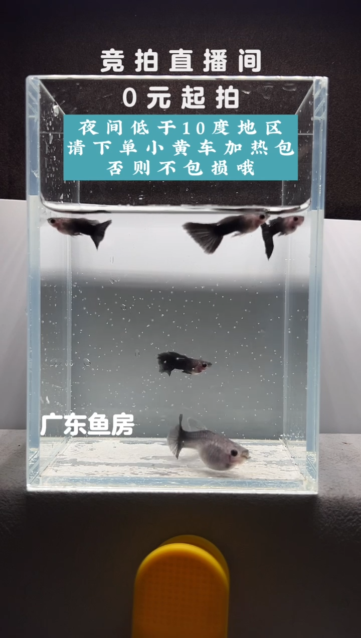 孔雀鱼蓝礼服玻璃C4公1母编号14