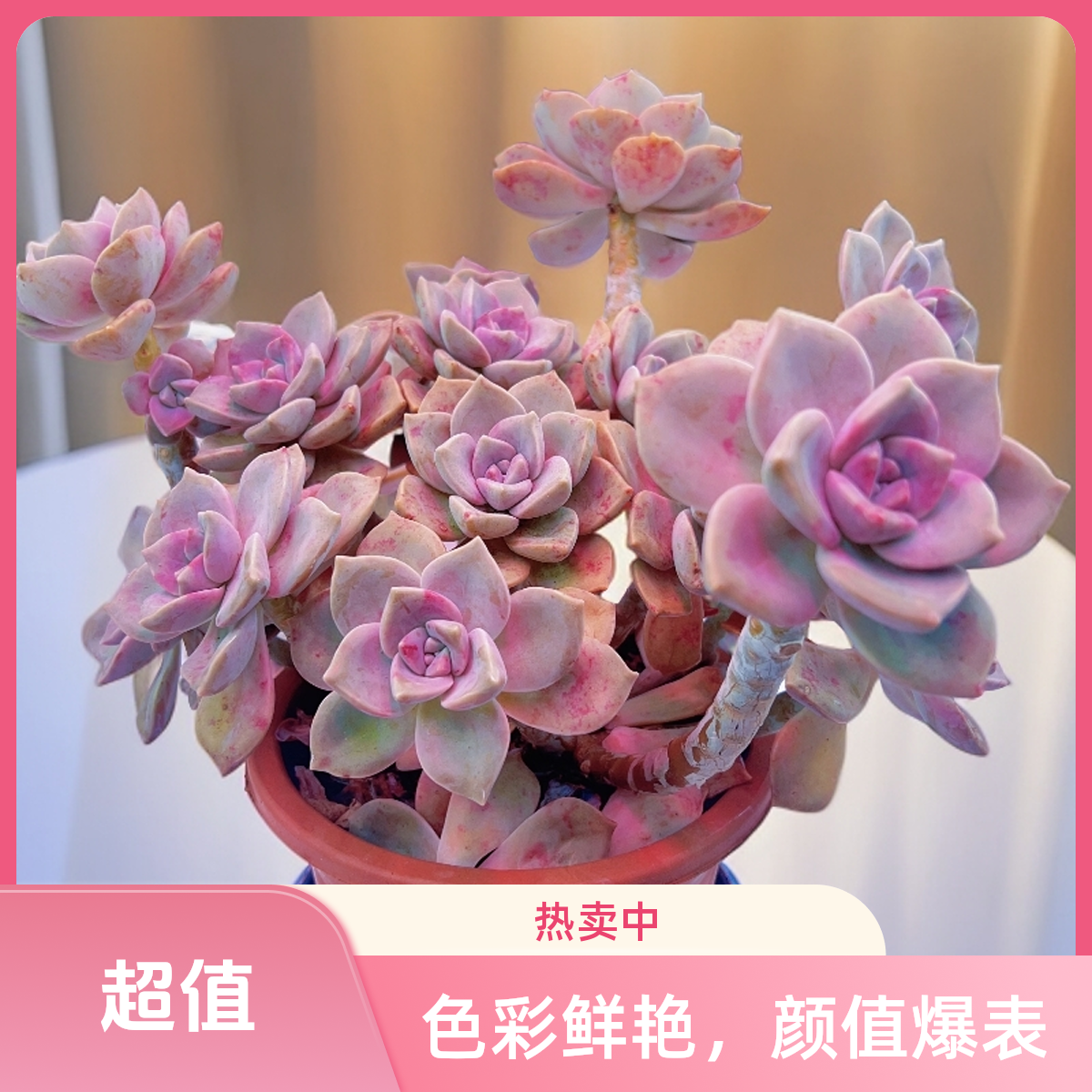 顺悠（满9.9包邮）超大老桩紫乐多肉植物耐寒易养脱土