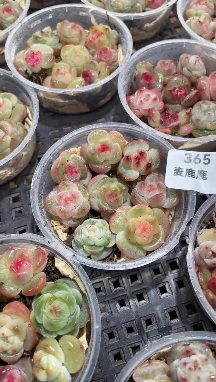 365霸道珍妮品宣款     尺寸1.5CM      量拍随机发一盒