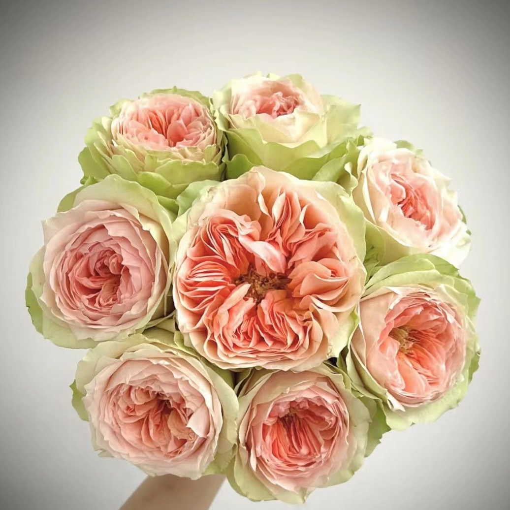 蔓越莓，单头玫瑰，1单包邮，2单升级顺丰或者京东，距远的发德邦 