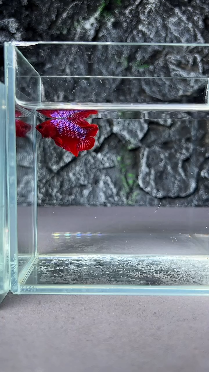 斗鱼竞拍链接A091