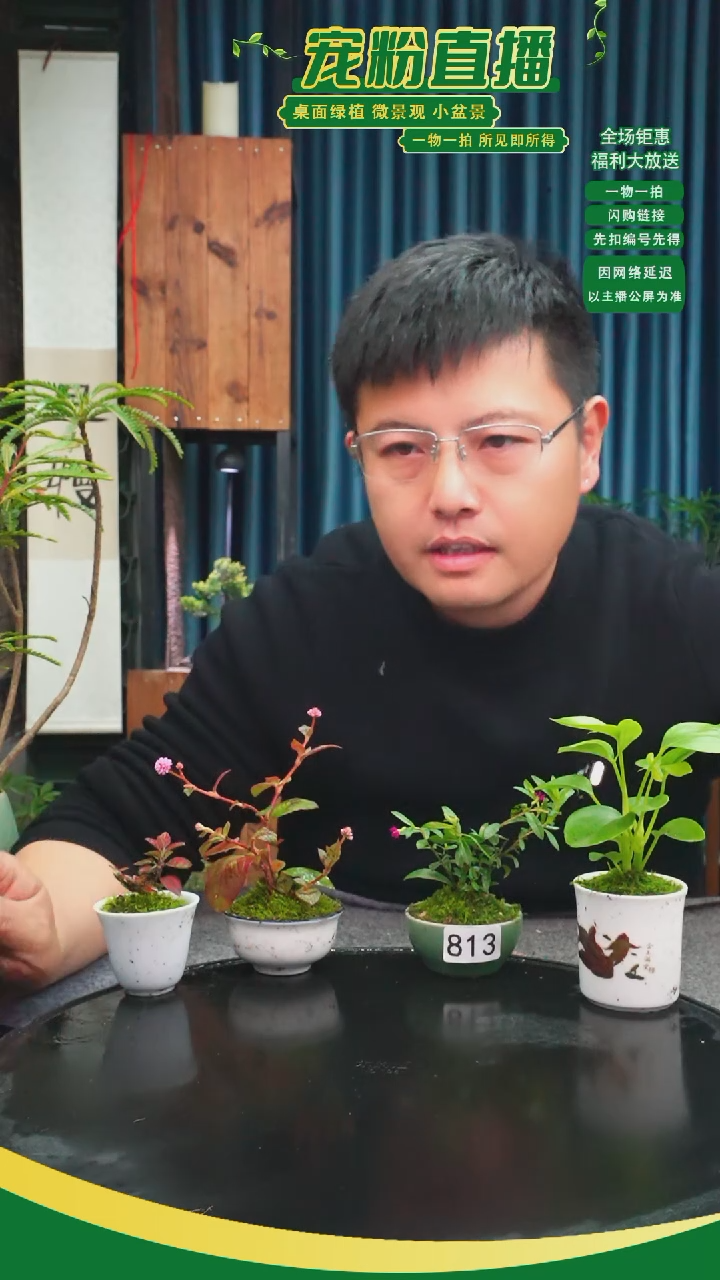 无花朵木*苔藓微景观813号