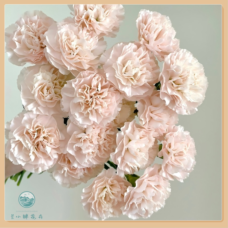 【兰小胖】精选康乃馨-流光粉康乃馨20枝装 超长花期 顺丰包邮 
