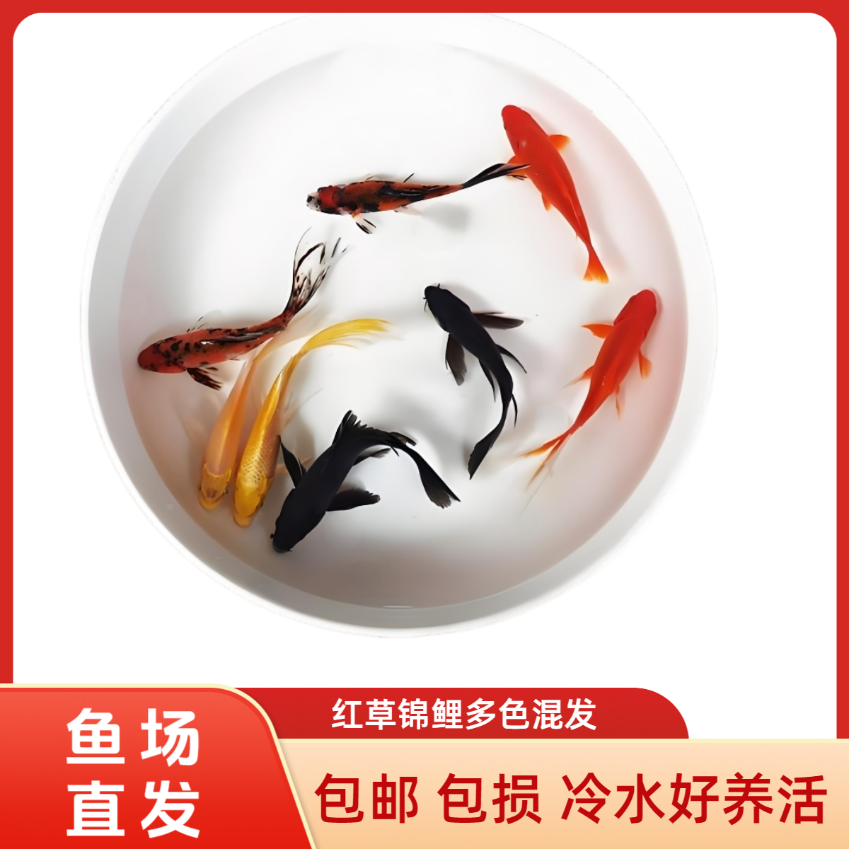 6-9厘米好养好活冷水观赏鱼红草金鱼锦鲤蝴蝶鲤随机颜色皮实耐活