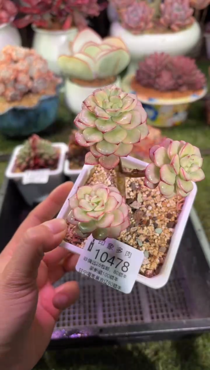 【闪购商品】10478