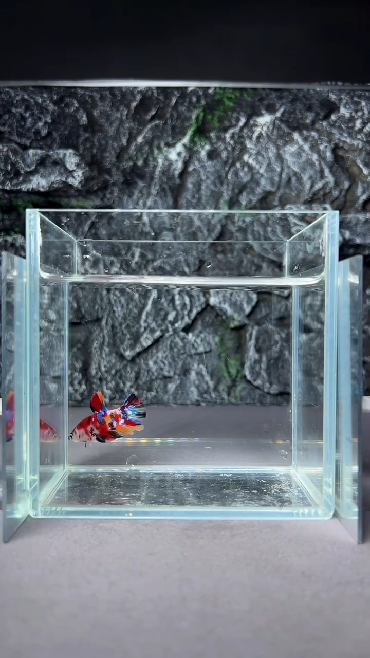 斗鱼竞拍链接S059