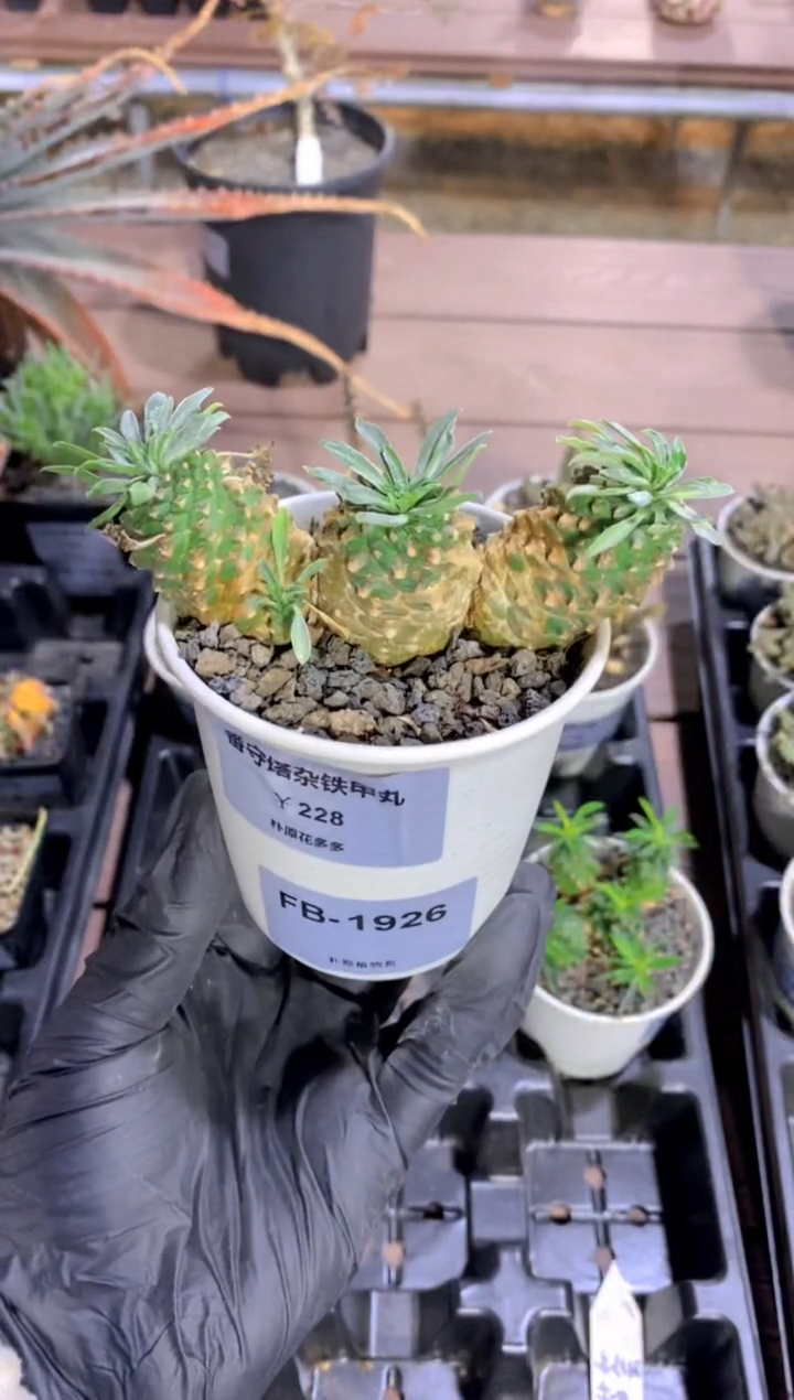 【闪购商品】番守塔杂铁甲丸FB-1926