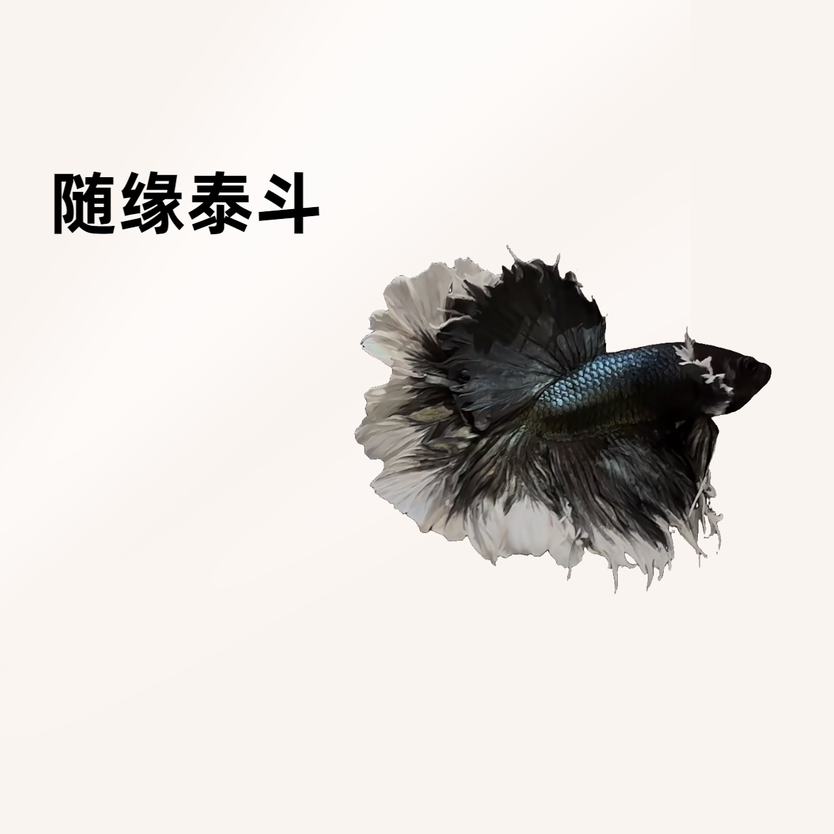 A14（313-336）随缘泰斗小型热带观赏鱼（直播间选鱼）