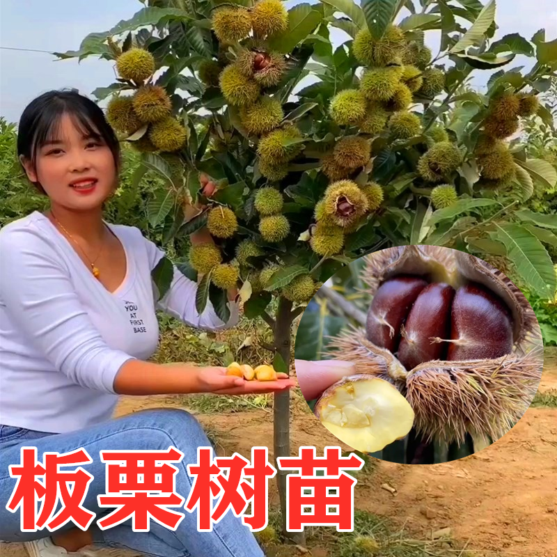 板栗树苗当年结果南方北方种植盆栽地栽正宗嫁接大红袍带果栗子苗