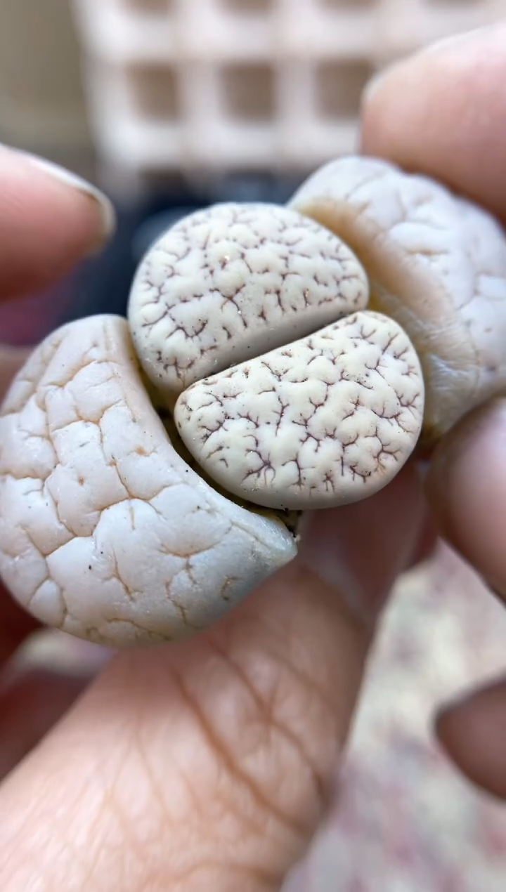 【闪购商品】6961直播一物一拍