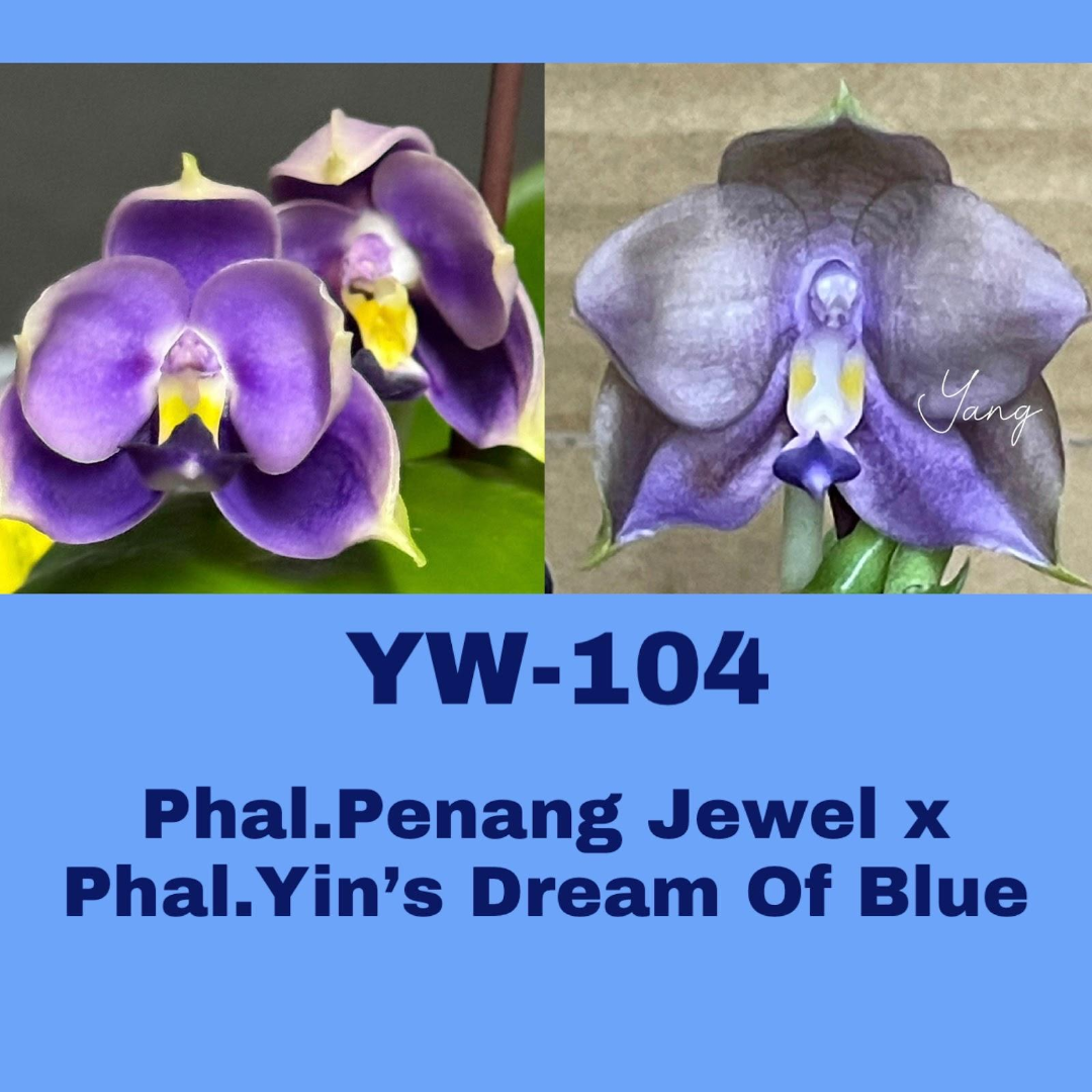 1.7寸 yw104 槟城珠宝交蓝梦想-苗 少根微瑕 趣味兰