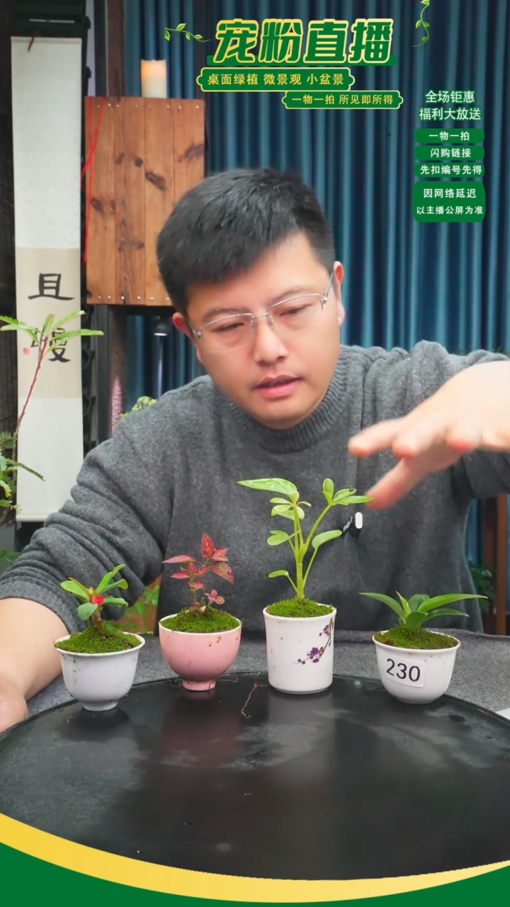 无花朵精****3苔藓微景观230号