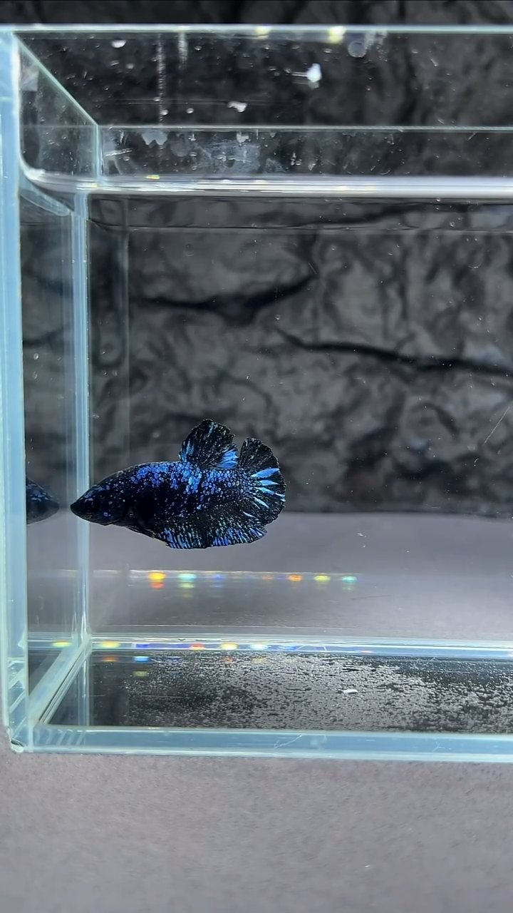 斗鱼竞拍链接A072