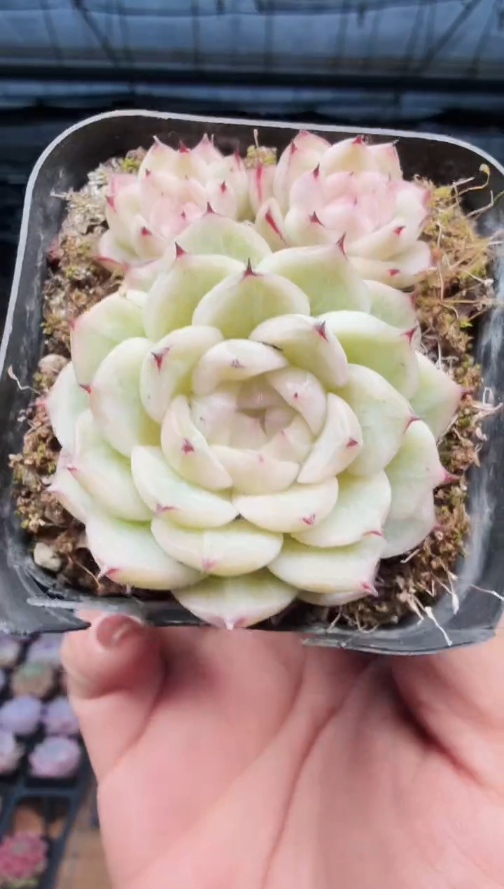 东云多肉园新款-553