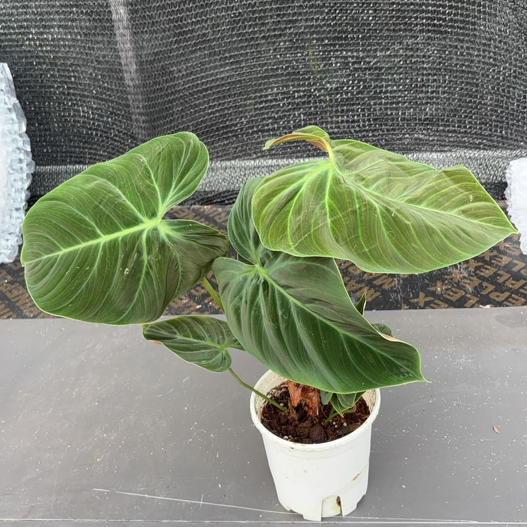 巧克力蔓绿绒精品