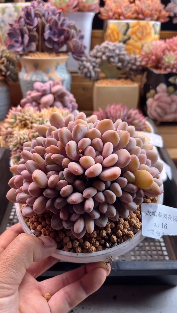 【闪购商品】3.7-16香香雪捧花