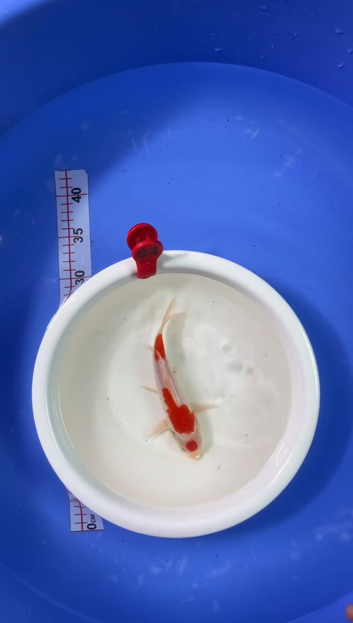 锦鲤活体二号链接/运费暂收10