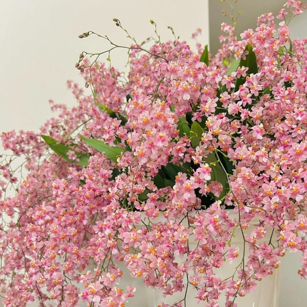 梦香兰《光宗粉》10支花剑及以上130杯室内高端花卉原盆原土发货