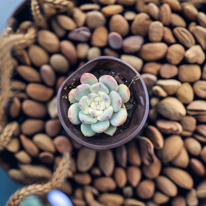 望舒锦多肉植物净化空气适合阳台盆栽室内多肉小盆栽