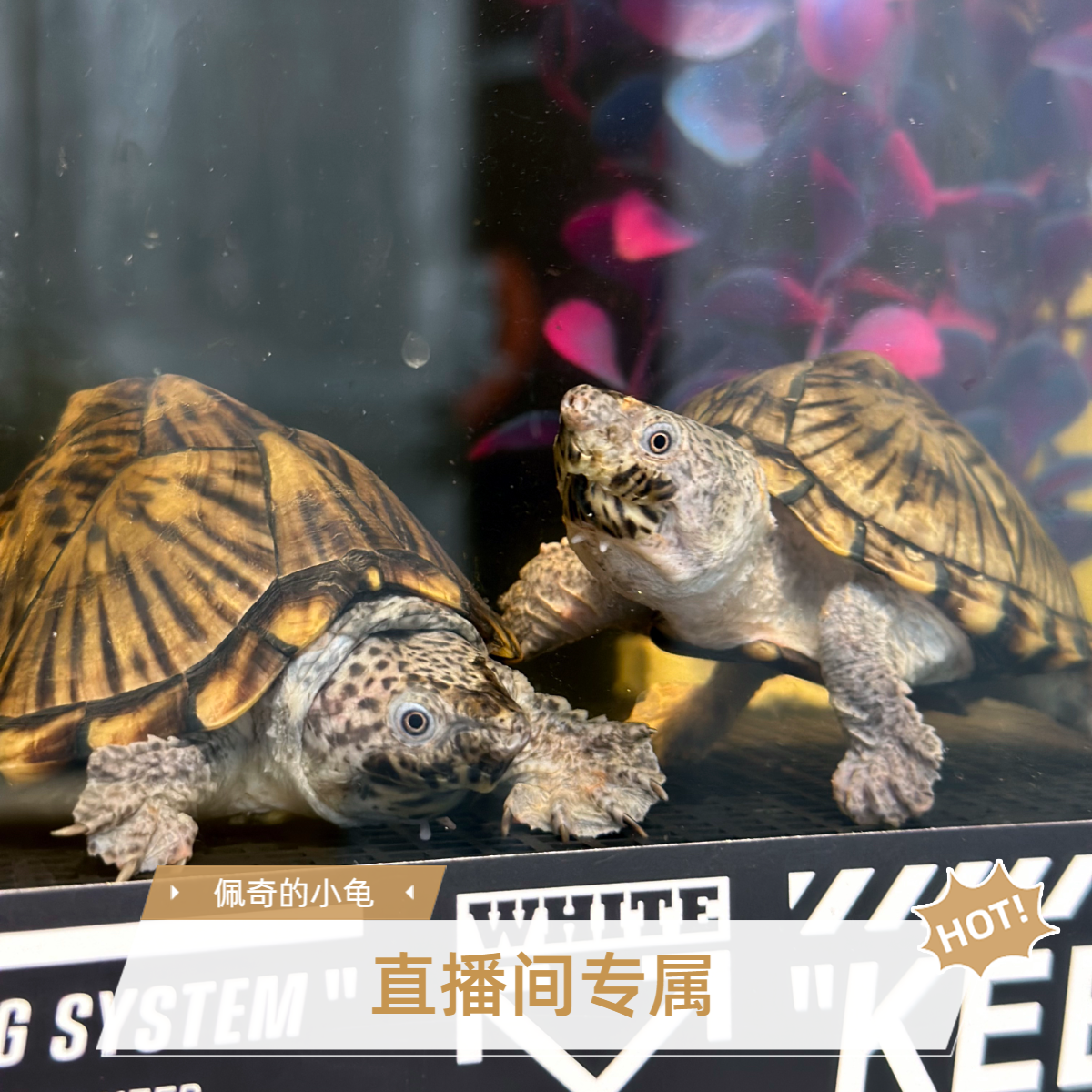 【蛋龟】直播间拍龟专属链接，一龟一拍，拍前联系客服（私拍发龟粮）