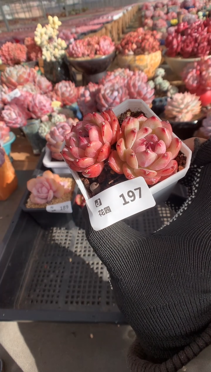 197卡罗拉多肉植物一物一拍