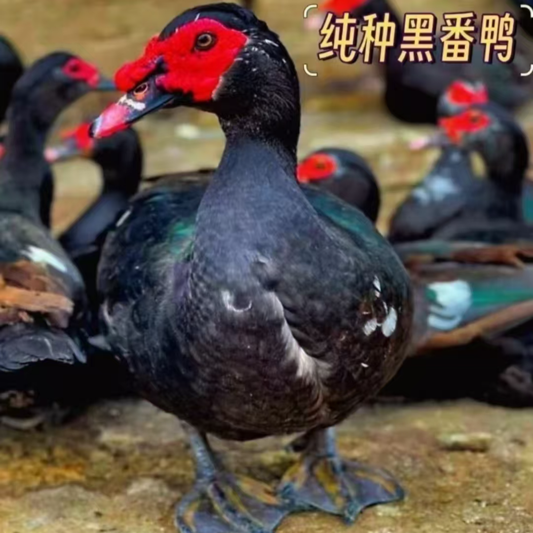 黑番鸭宠物鸭35只（顺丰发货）