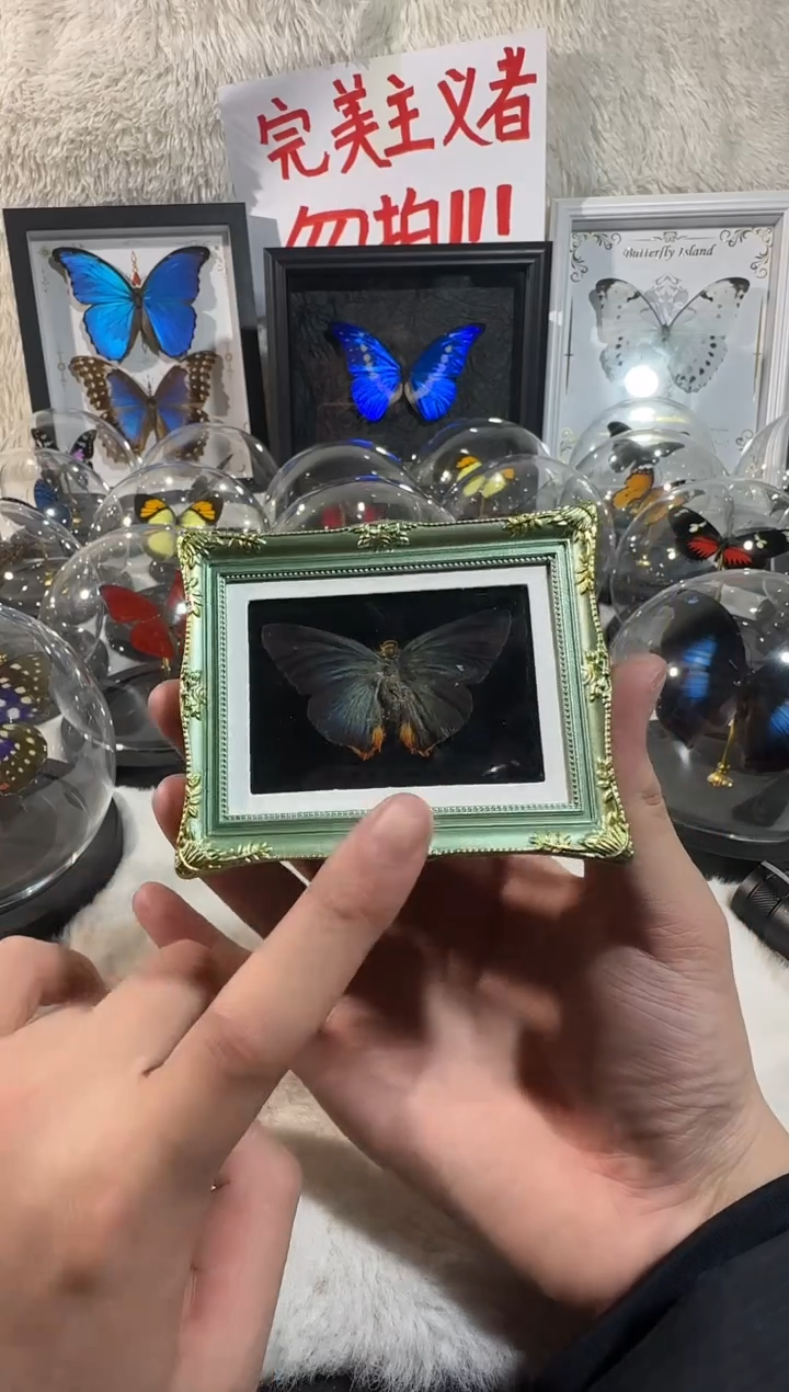 木冰箱贴精美蝴蝶标本