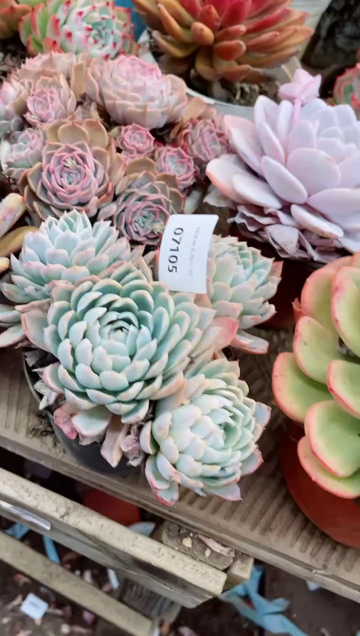 【闪购商品】07105