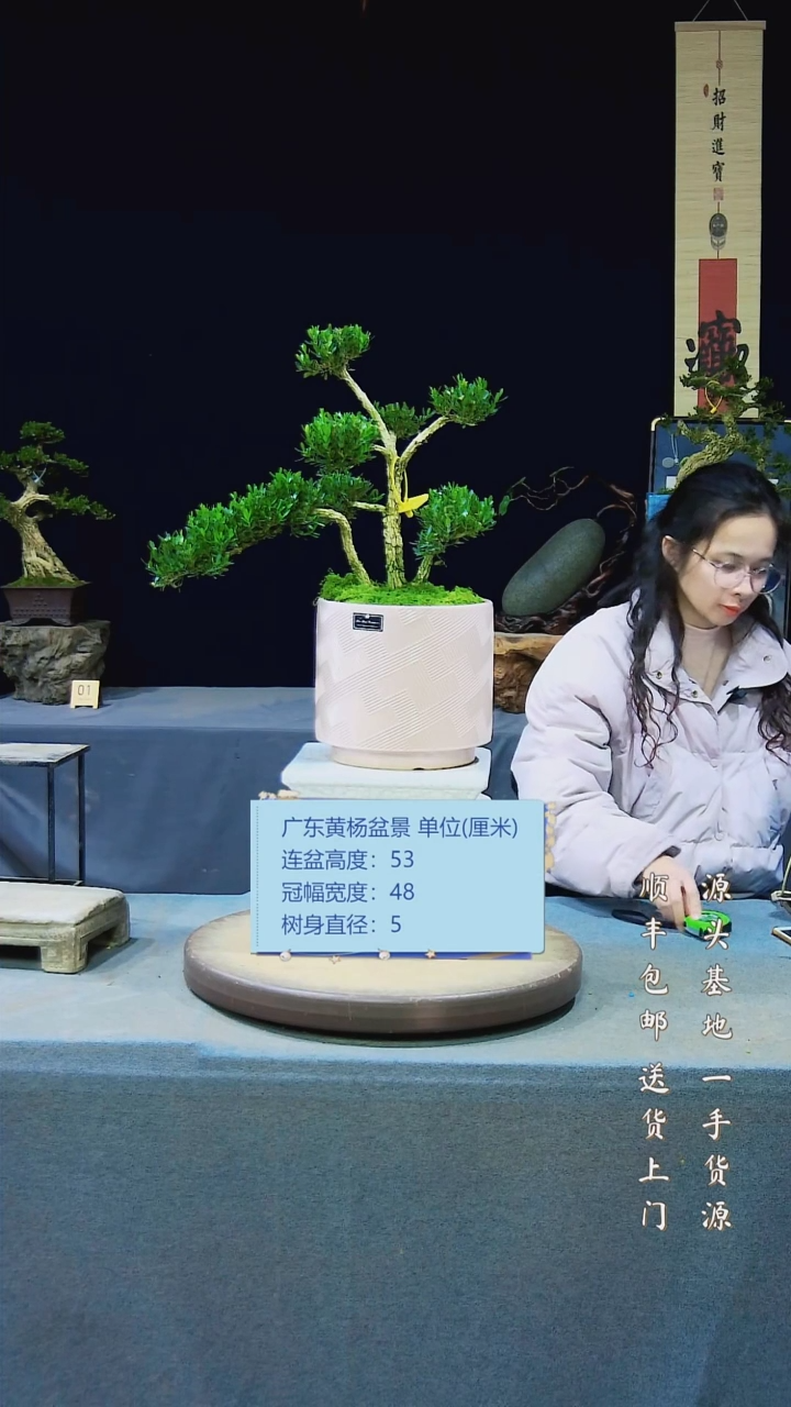 【闪购商品】黄杨盆景黄杨盆景