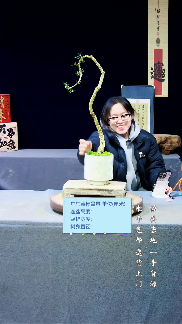 【闪购商品】雀舌黄杨盆景雀舌黄杨盆景