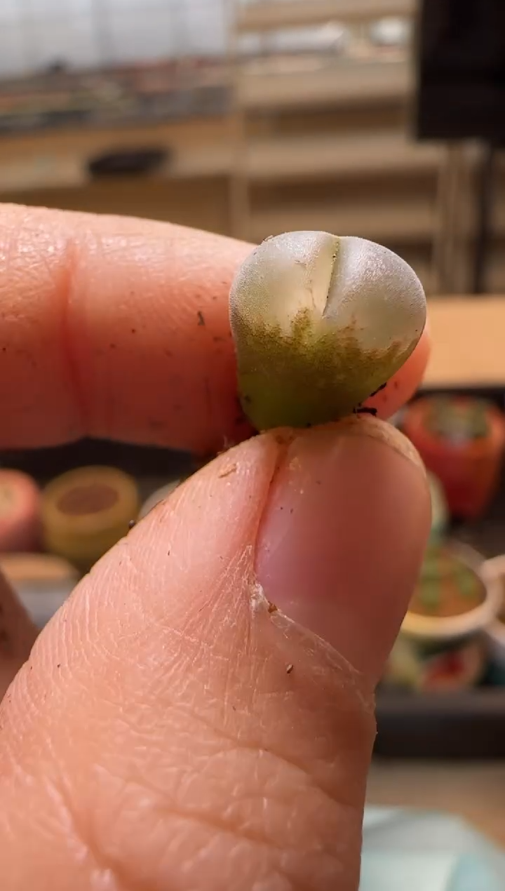 【闪购商品】7--95