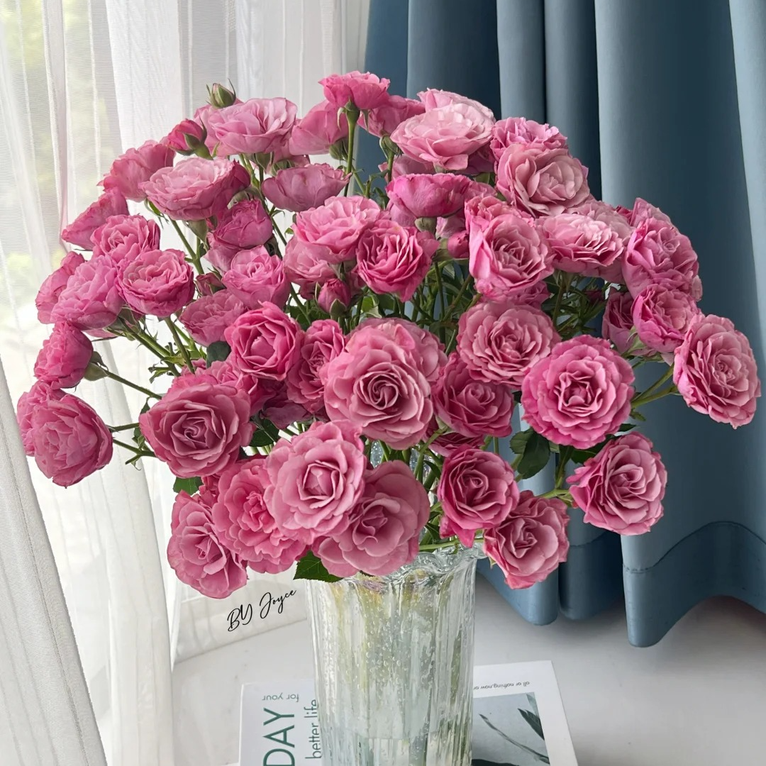 【云南鲜花】弦月芭比玫瑰花 云南鲜花包邮