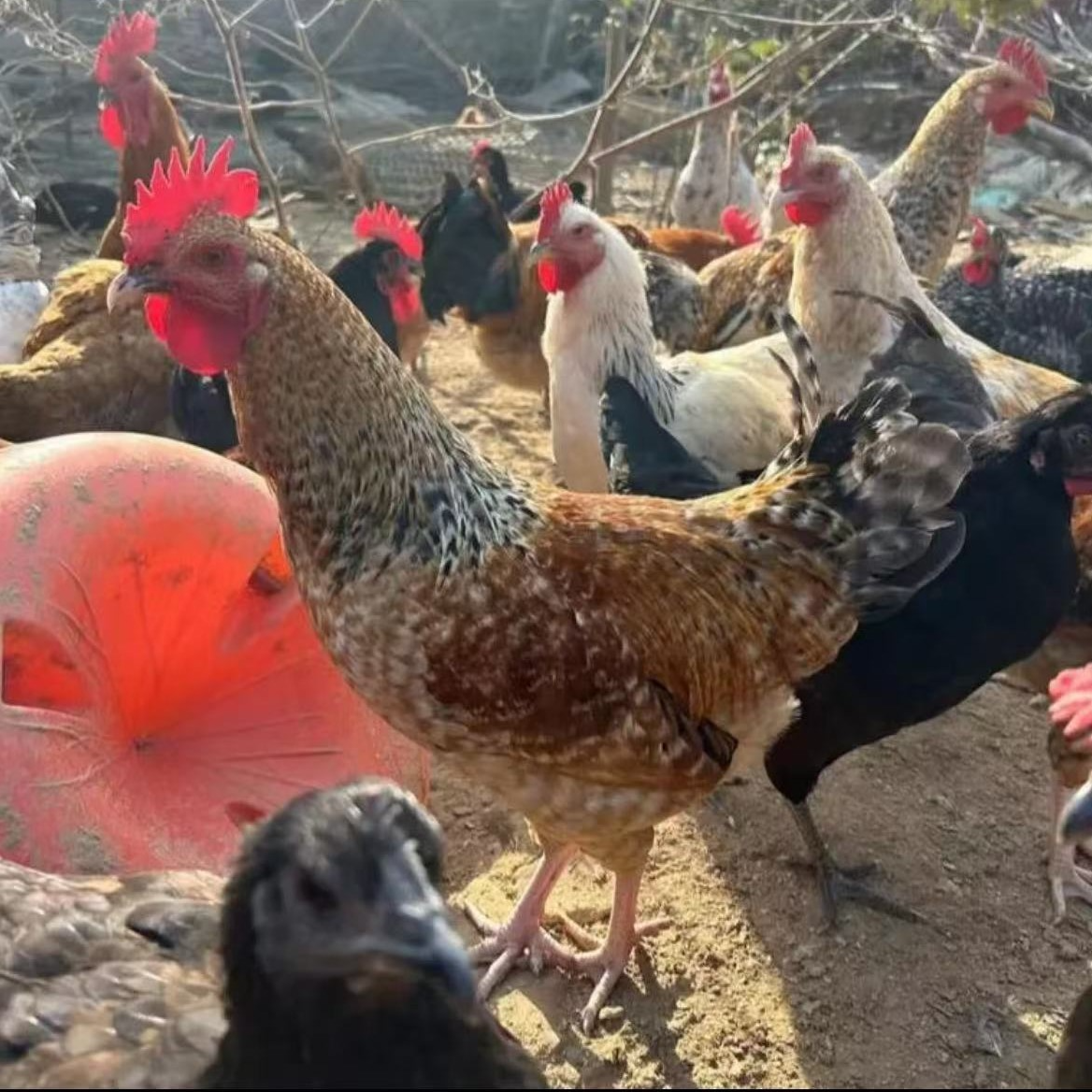 福利-花柴（发财）公鸡，2只6斤以上，10个月以上