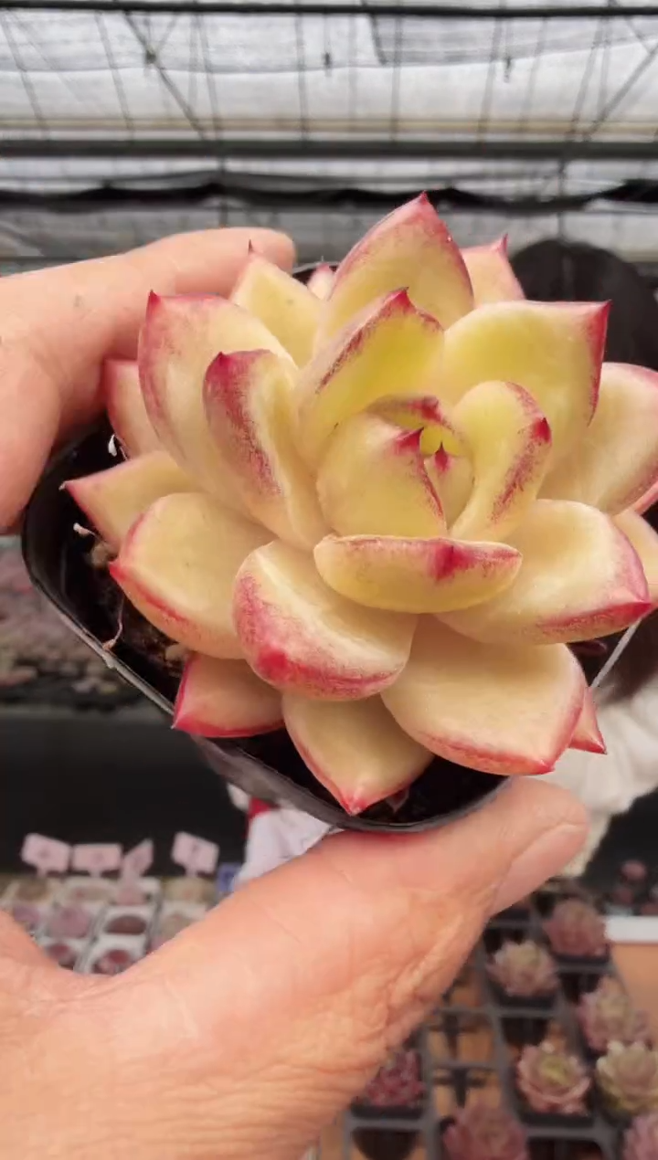 东云多肉园新款-225