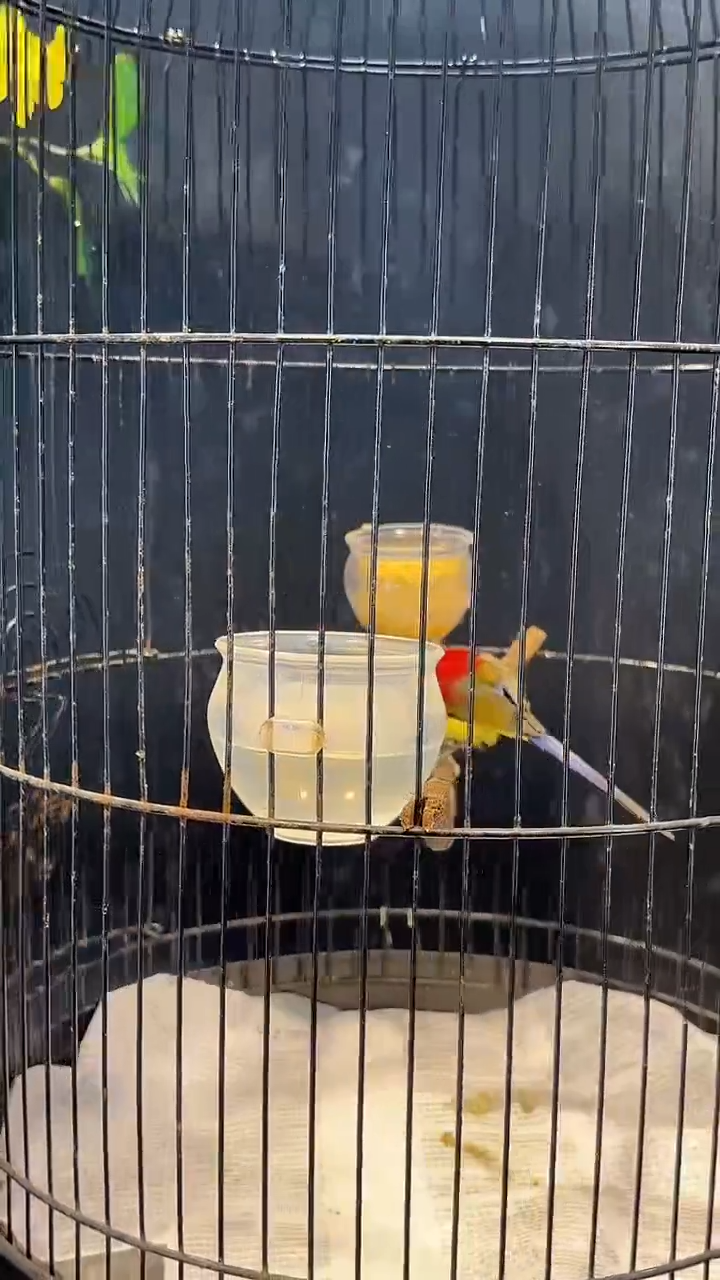 蓝喉太阳鸟养笼0