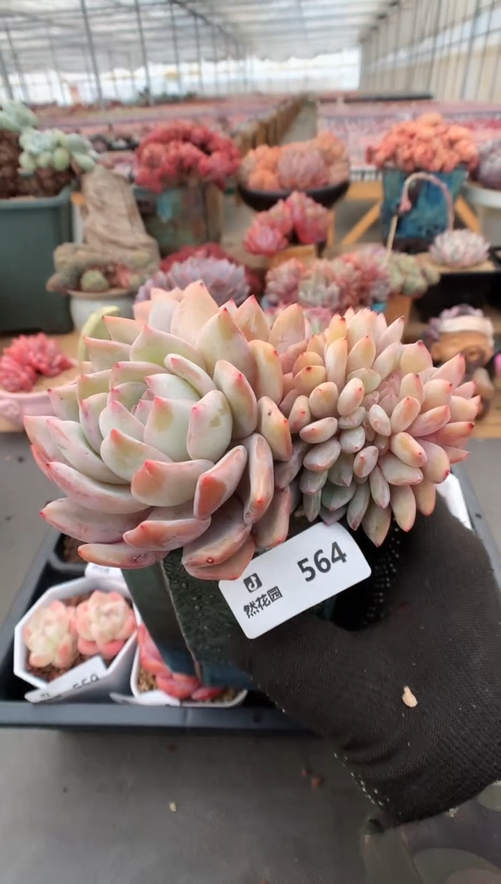 【闪购商品】564梦露缀一物一拍