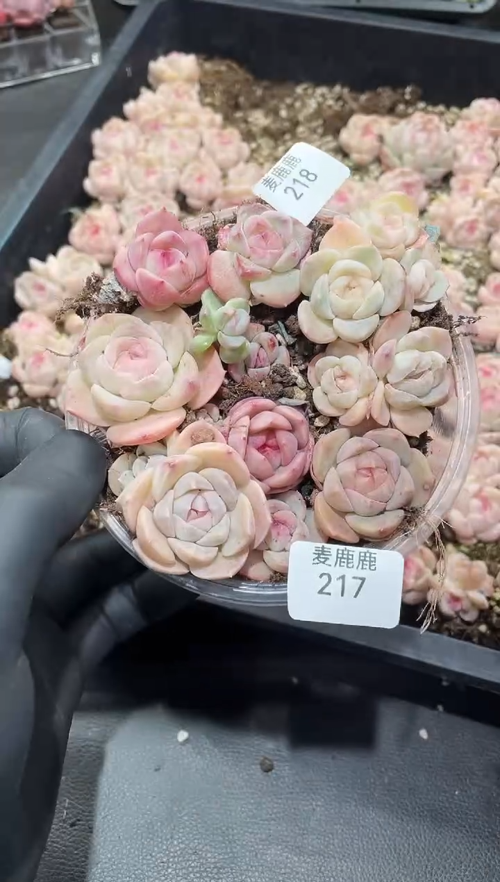 217苍山雪      量拍