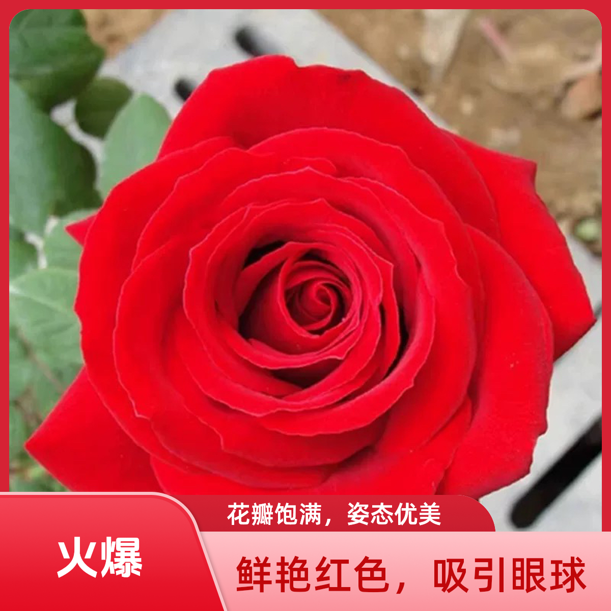 阳台红色大花浓香月季大苗梅朗口红玫瑰花盆栽四季庭院花卉绿植物