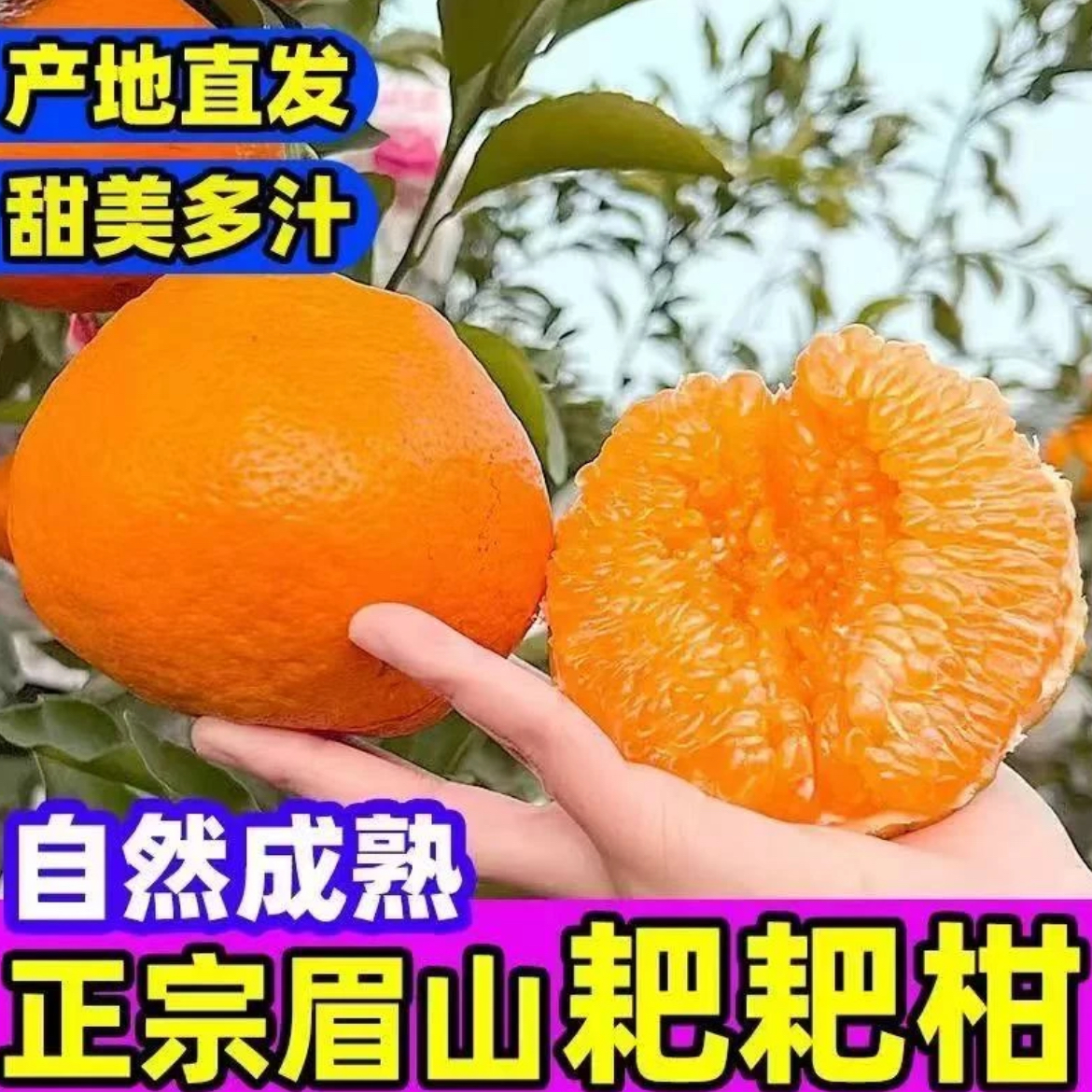 正宗四川眉山春见耙耙柑丑橘当季新鲜孕妇水果耙耙柑橘子