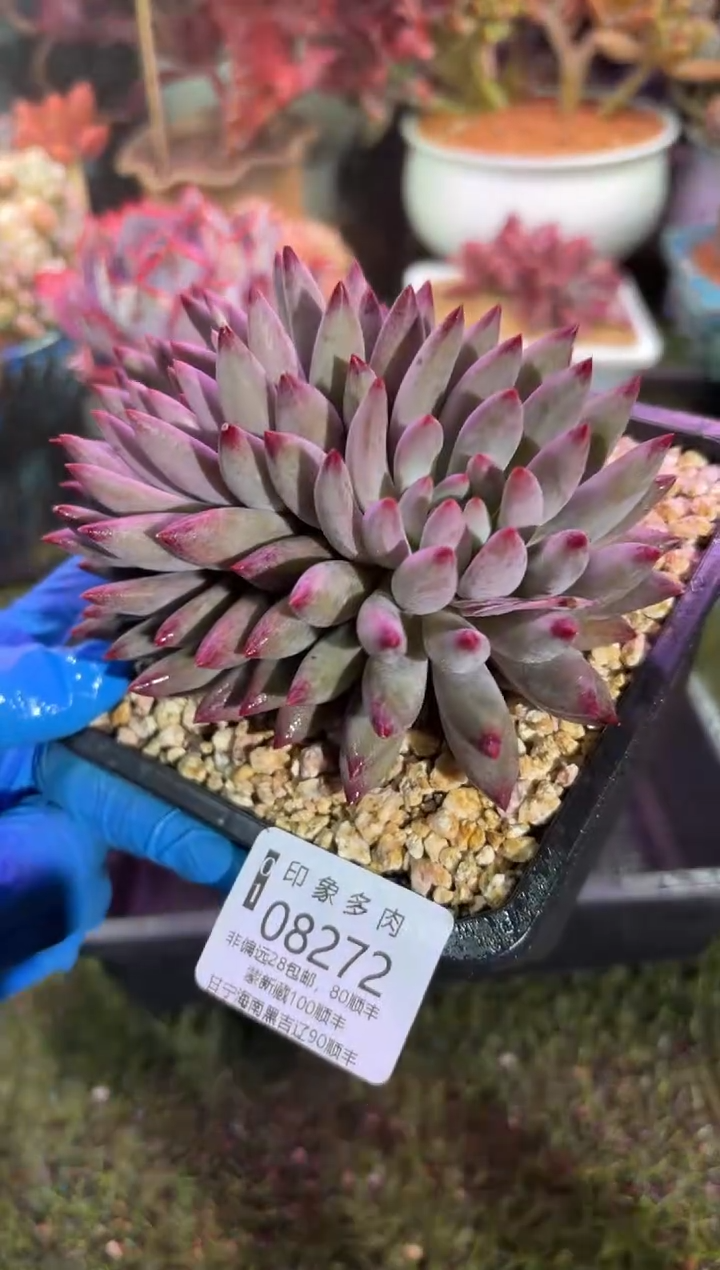 【闪购商品】08272