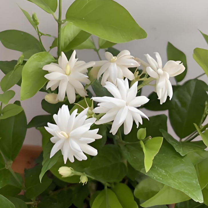 重瓣笔尖茉莉花卉盆栽四季好养活阳台庭院耐高温开花浓香基地直销