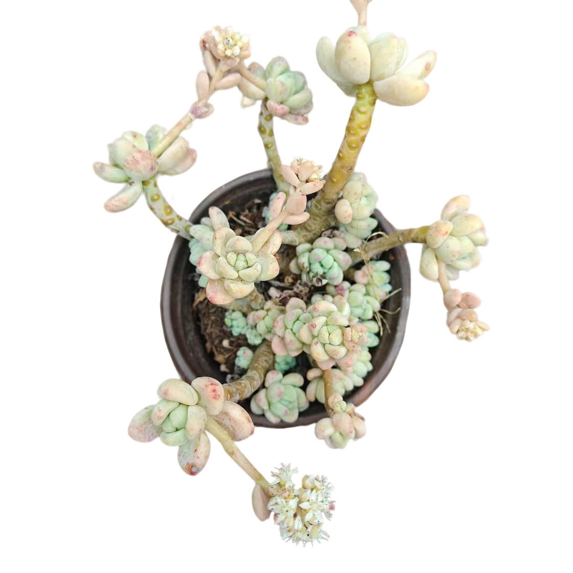 满9.9元包邮 劳尔脱土多肉植物绿植防辐射吸甲醛净化空气好养易活