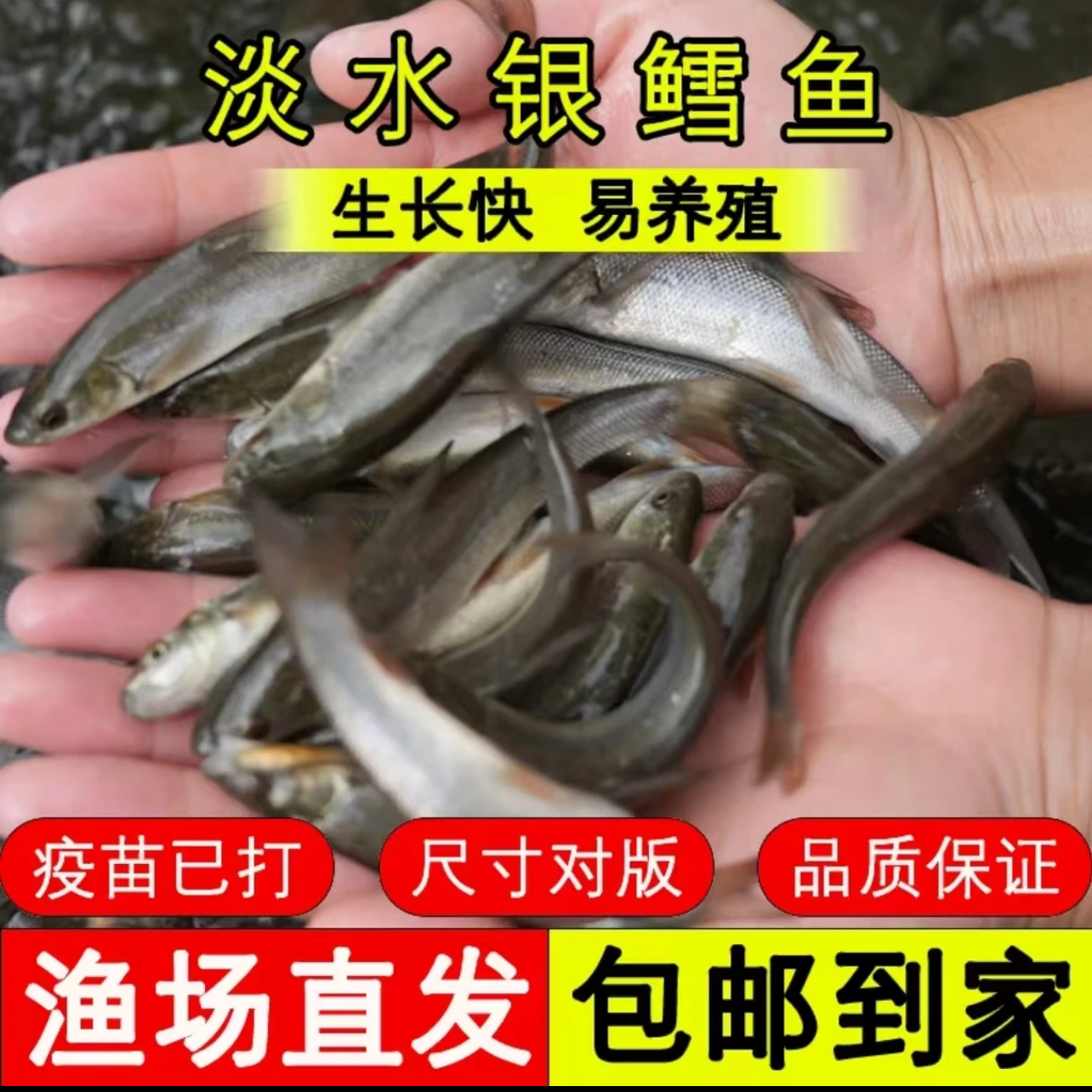 现捞现发 四川银鳕鱼 生态养殖 渔场直发