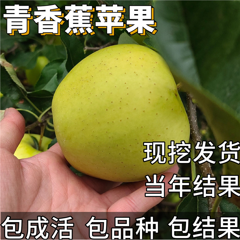 老品种青香蕉苹果树果苗南北方庭院耐寒超大号盆栽嫁接当年结果
