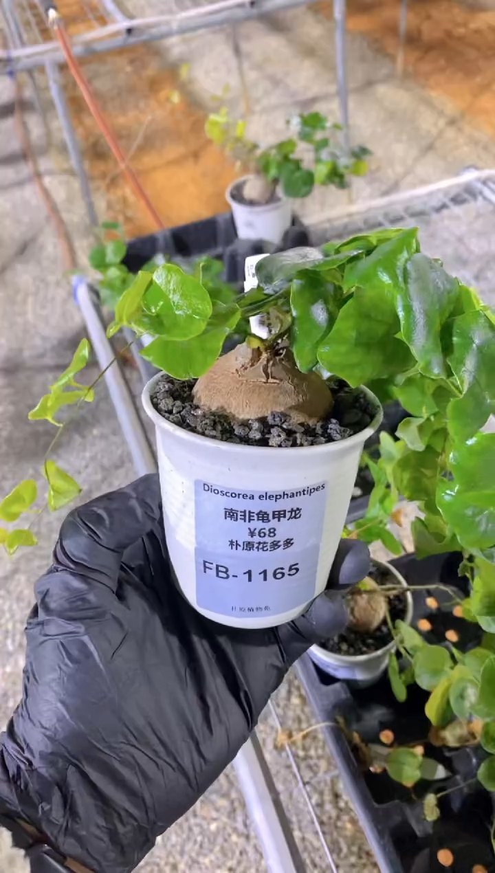 【闪购商品】南非龟甲龙FB-1165