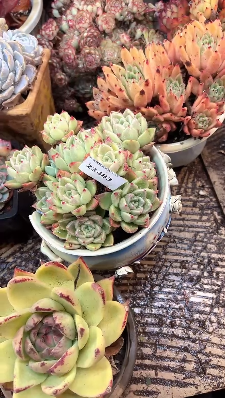 花***宿多肉植物一物一拍23483